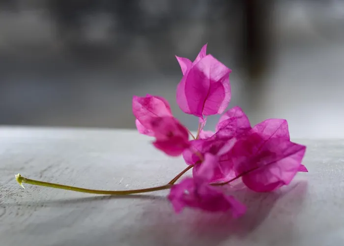 Yoga House Szálloda